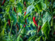Peperoncino 745 0 083 Peperoncino